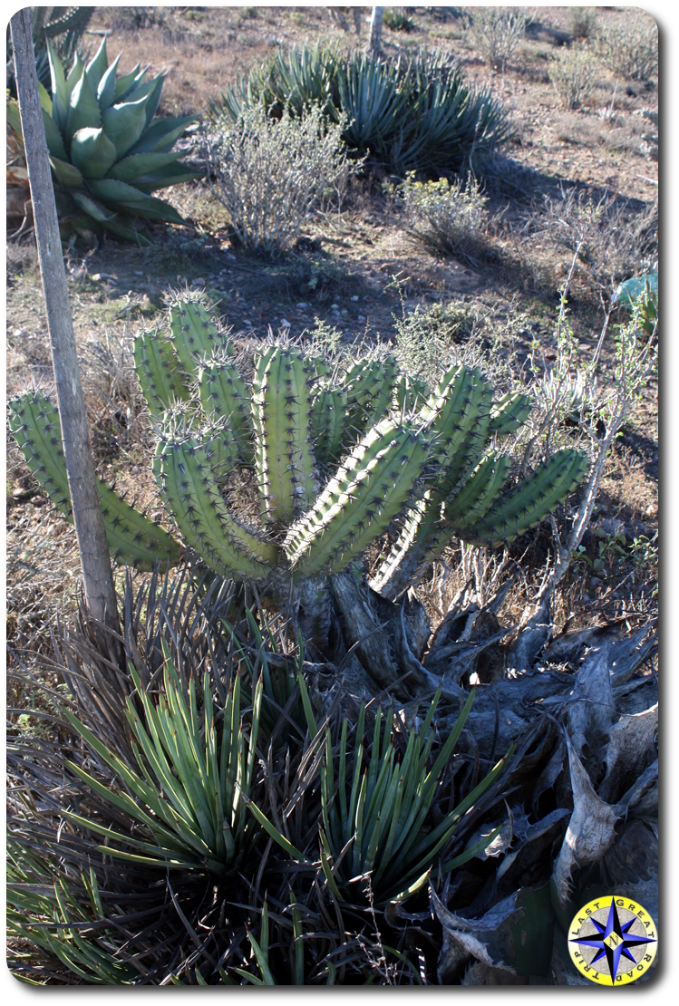 baja mexico cactus