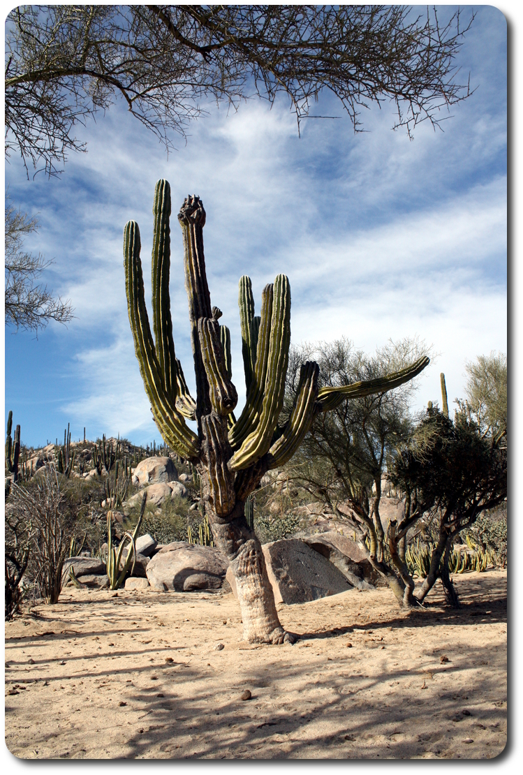 cactus in baja