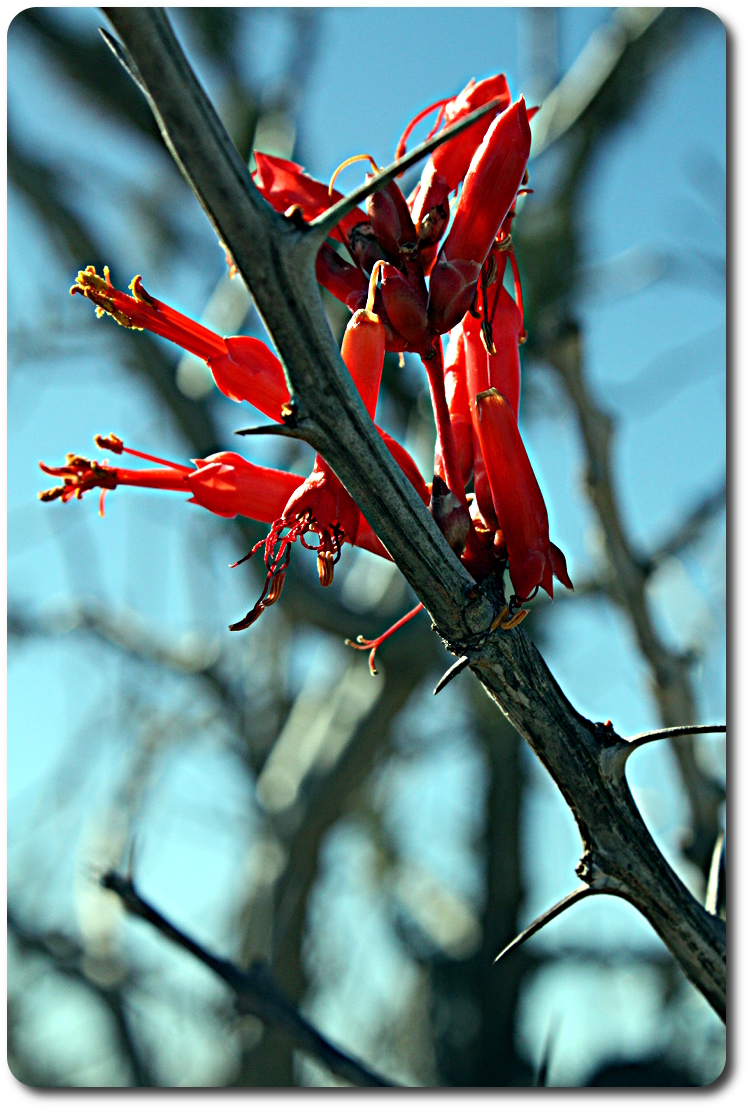 red baja cactus flowers