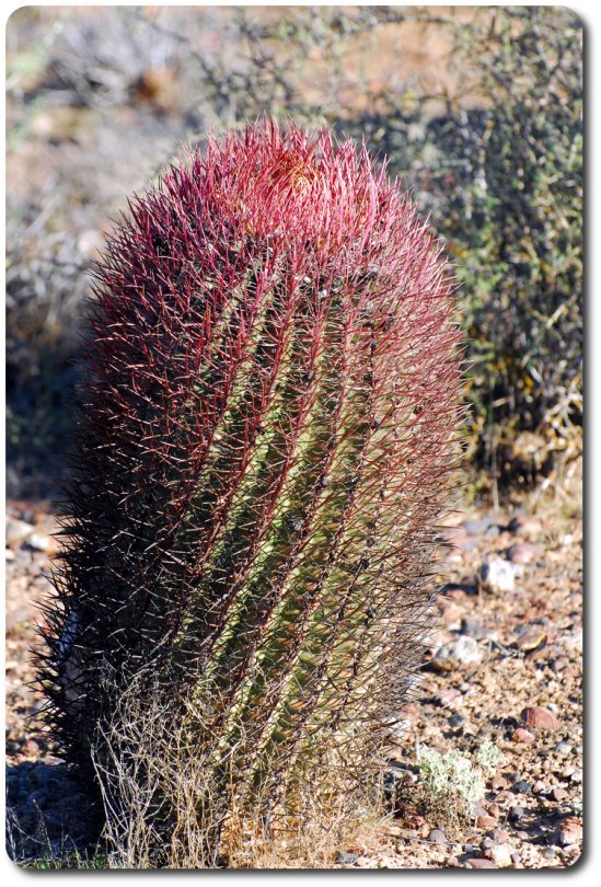 metal tech cactus