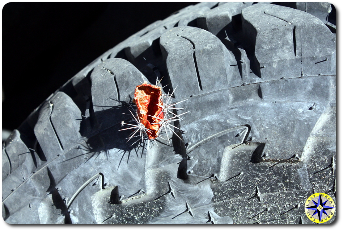 baja mexico red cactus in tire sidewall