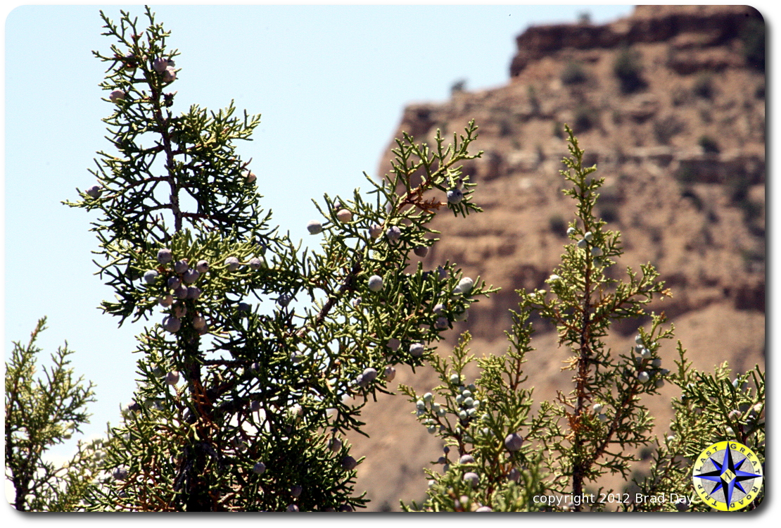 juniper bush